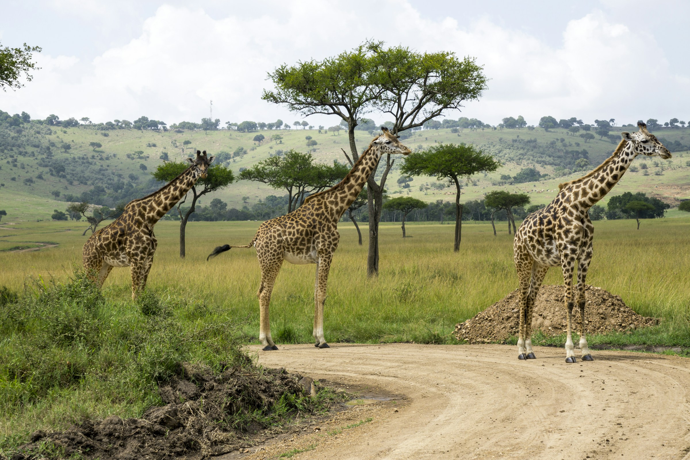 Three giraffes on the savanna of the Masai Mara National Reserve, Kenya