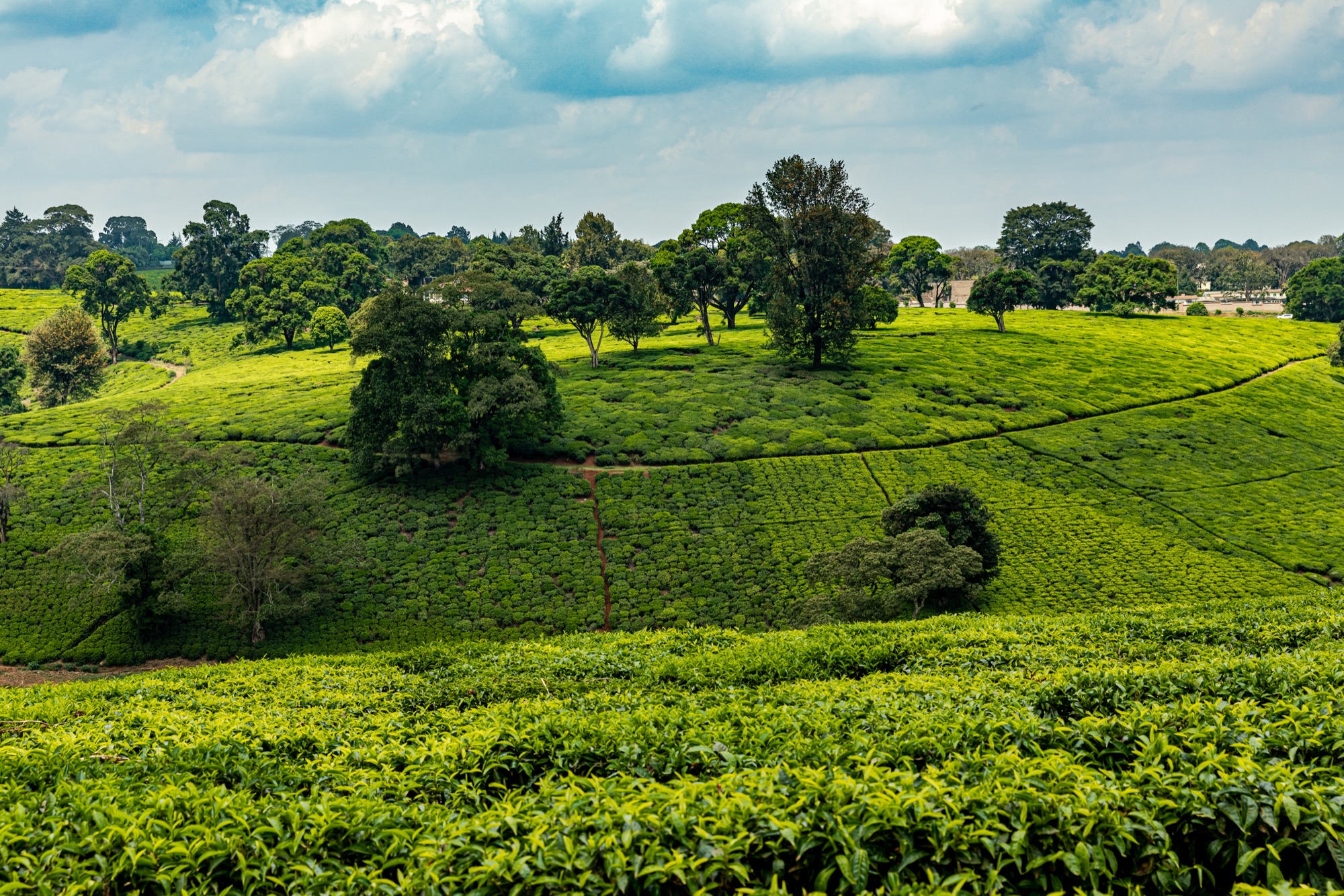 Rolling green tea plantation in Tigoni, near Nairobi, Kenya